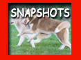 SNAPSHOTS